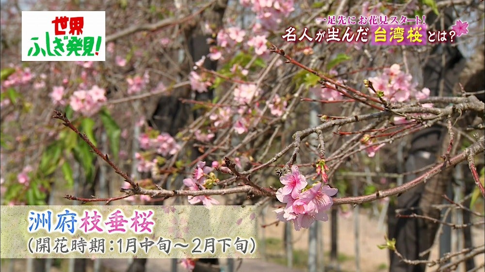 台湾にしかない 桜 がある 幻の桜 を求めて台湾へ 世界ふしぎ発見 Tbsテレビ