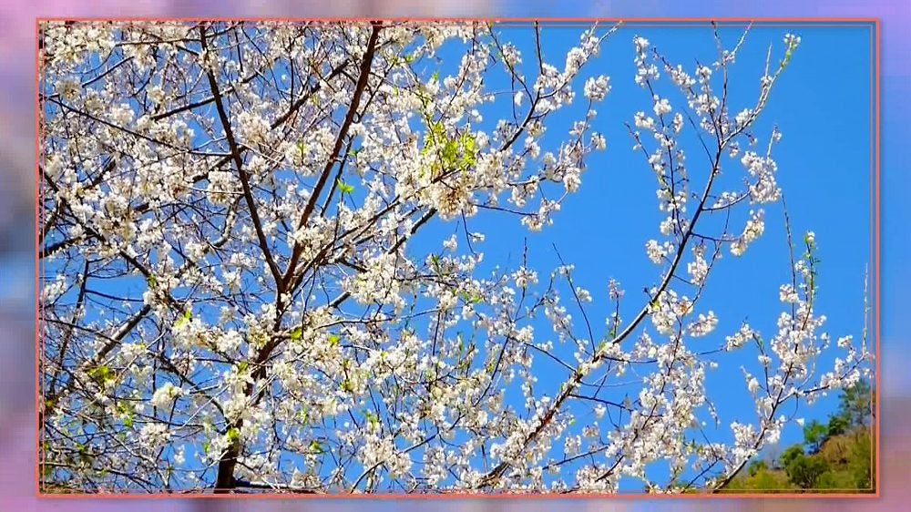 台湾にしかない 桜 がある 幻の桜 を求めて台湾へ 世界ふしぎ発見 Tbsテレビ 台湾にしかない 桜 がある 幻の桜 を求めて台湾へ 世界ふしぎ発見 Tbsテレビ