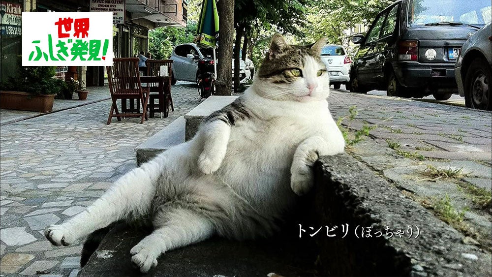 ここは天国か 地上にある 野良猫の楽園 に迷い込んだ件 世界ふしぎ発見 Tbsテレビ ここは天国か 地上にある 野良猫の楽園 に迷い込んだ件 世界ふしぎ発見 Tbsテレビ