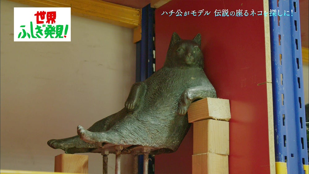 ここは天国か 地上にある 野良猫の楽園 に迷い込んだ件 世界ふしぎ発見 Tbsテレビ