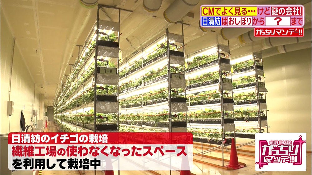 自社を 説明できない ニッシンボウは 繊維工場で イチゴ を作っている がっちりマンデー Tbsテレビ