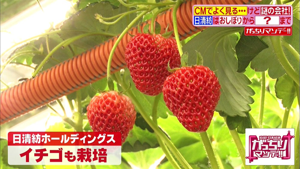 自社を 説明できない ニッシンボウは 繊維工場で イチゴ を作っている がっちりマンデー Tbsテレビ