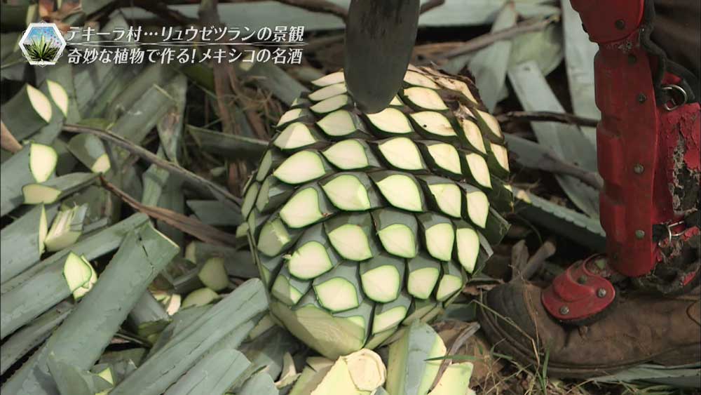 知っているとカッコいい テキーラ の深い話 Tbsテレビ 知っているとカッコいい テキーラ の深い話 Tbsテレビ