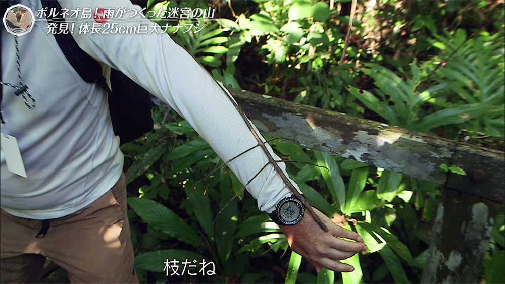 4gしかないコウモリ 世界遺産で見つけた厳しい自然の中を生きのびる動植物たち 世界遺産 Tbsテレビ