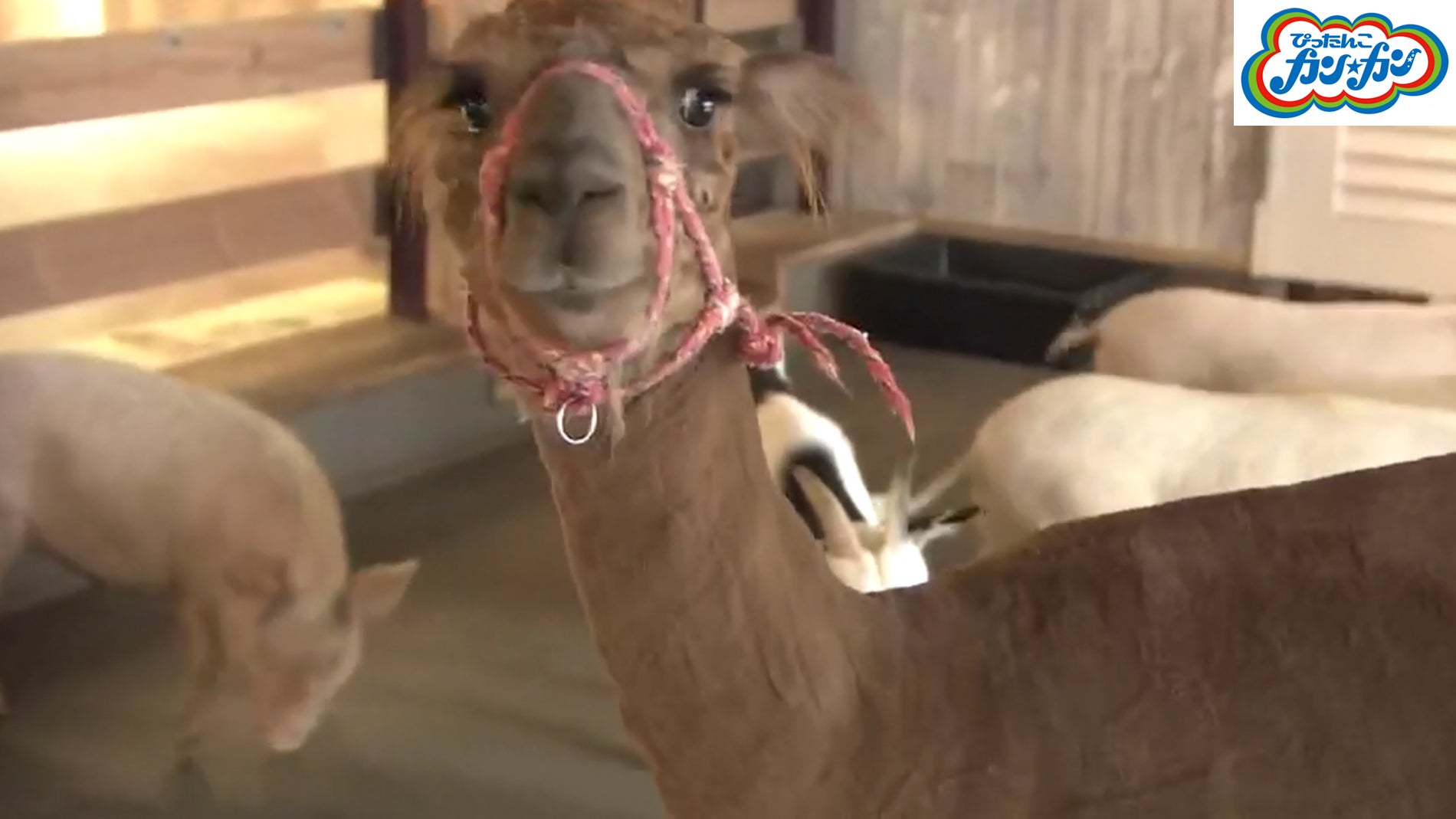 Gwの癒やし 癒される 楽しめる 動物と触れ合いたいときにおすすめのスポット Tbsテレビ Gwの癒やし 癒される 楽しめる 動物と触れ合いたいときにおすすめのスポット Tbsテレビ