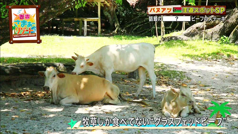 牧草だけを食べて育てられた牛