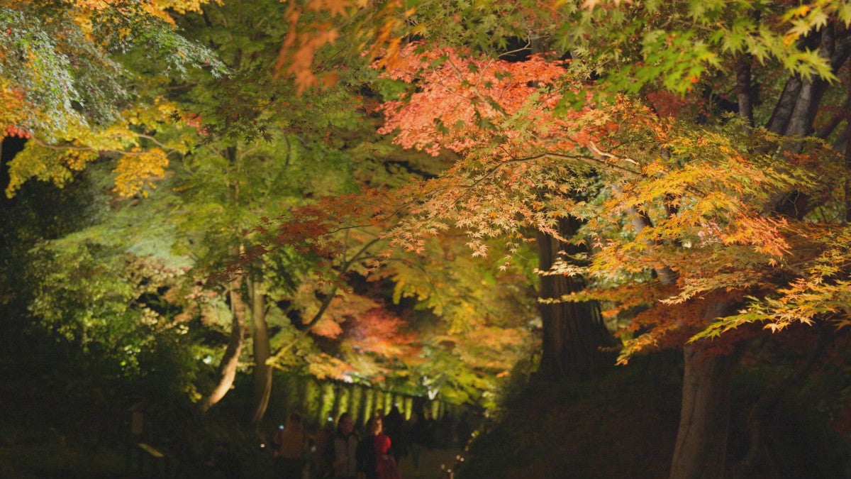 世界遺産』～新春特別企画!四季で巡る日本の聖地～ 自然の彩りや神秘的