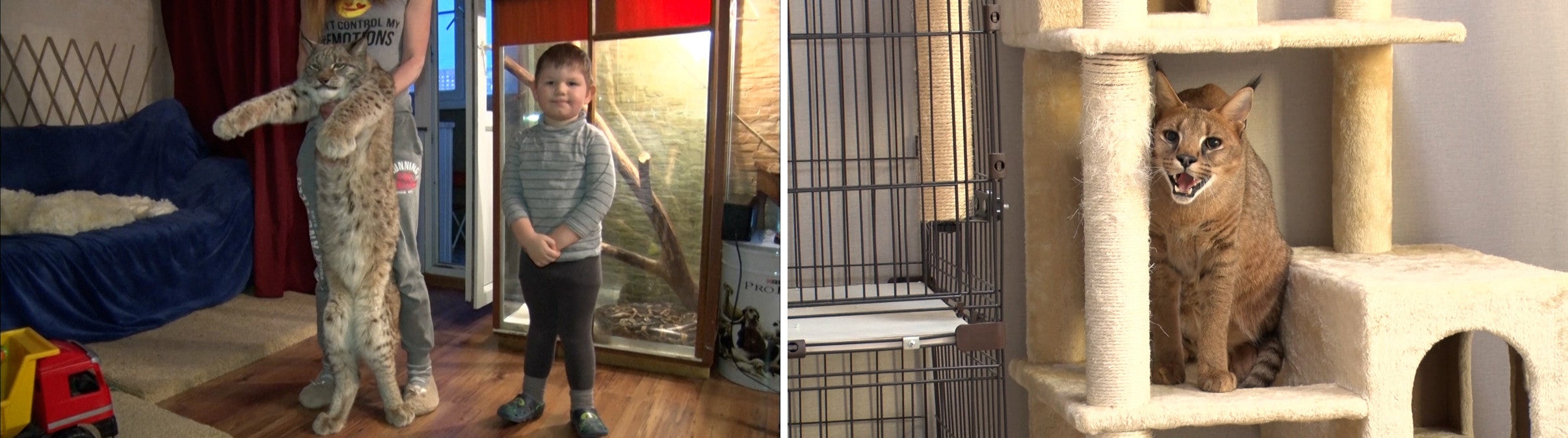 ROIROMの新企画が始動!“活躍犬”を労うロケに挑戦!『笑える!泣ける!動物スクープ100連発』｜TBSテレビ