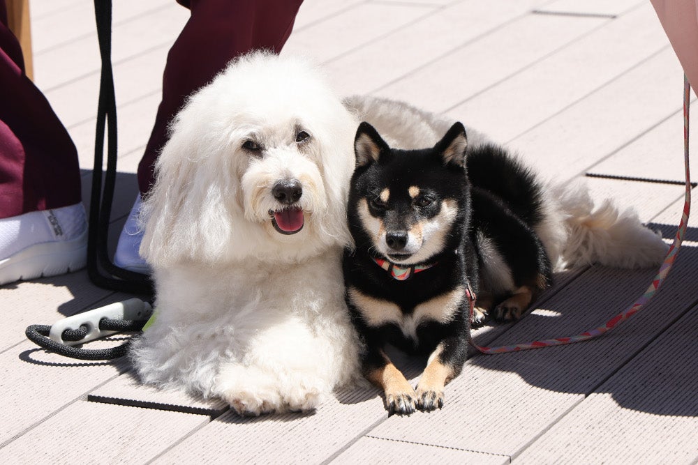 初戀DOGs(初恋DOGs)